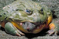 Frog that eats rats - Rana come ratones